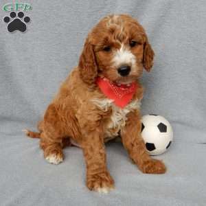 Chase, Goldendoodle Puppy